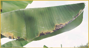 Deficiencia de potasio en Banano